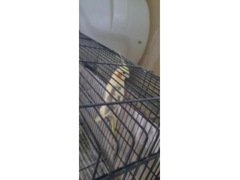 Erkek Sultan Papağanı