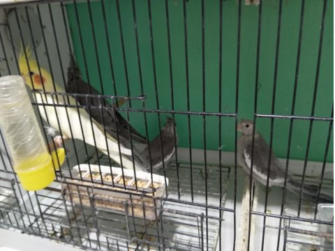 Yeni Yeme Düşen Sultan Papağanı Yavrular