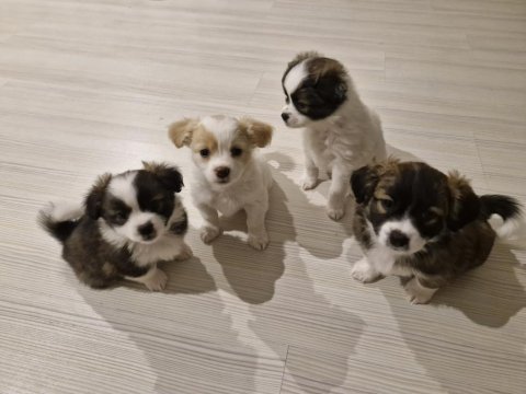 Kendi Köpeğimin Bebişleri (Sadece Niğde İçi)