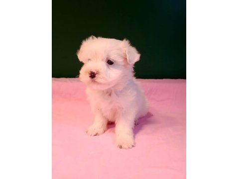Kusursuz Maltese Yavru Köpeklerimiz