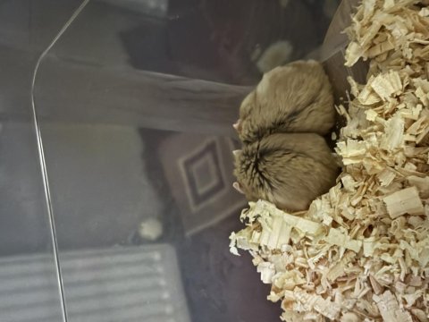 2 Tane Suriye Hamster Sağlıklı
