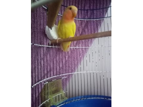 2 Tane Sevda Papağanı