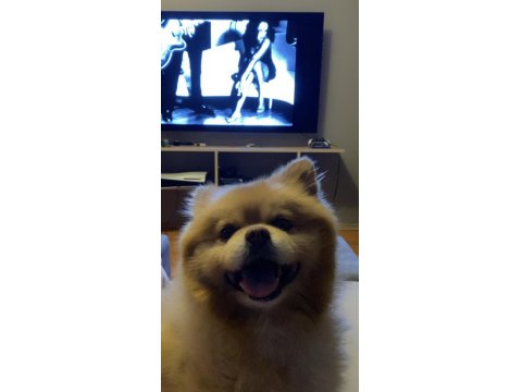 Köpeğimize Çiftleştirmek İçin Dişi Arıyoruz