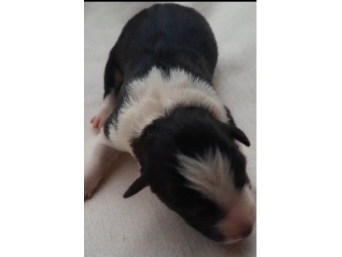 Border Collie Siyah Beyaz Ve Kahve Beyaz Yavrular