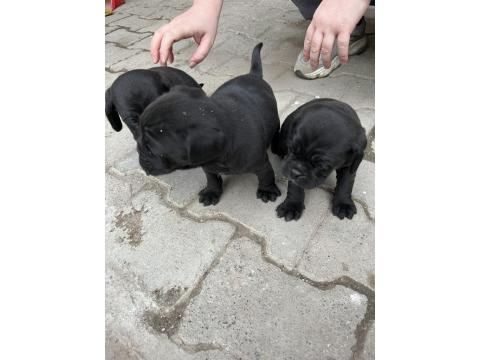 1,5 Aylık Siyah Pug Yavrular