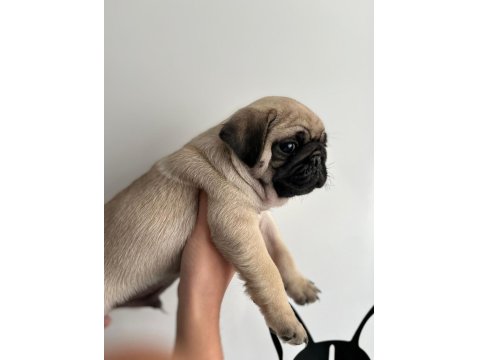 Erkek Pug Mops