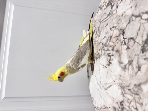 Sultan Papağanım Sahiplendirilecektir (₺)