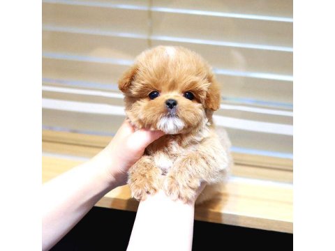 Toy Poodle Köpeklerim