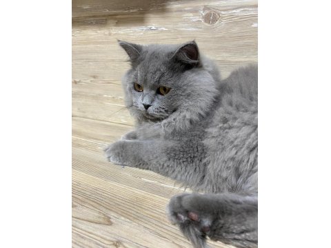 5 Aylık British Longhair