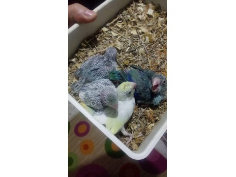 Forpus Papağanı Yavrularımız