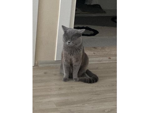Acil Ücretsiz Sahiplendirme Ankara İçi British Shorthair