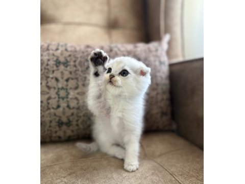 Wcf Kayıtlı Scottish Fold Shorthair Seçkin Ailelere Özel