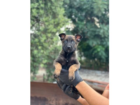 A+ Belçika Malinois Yavrular