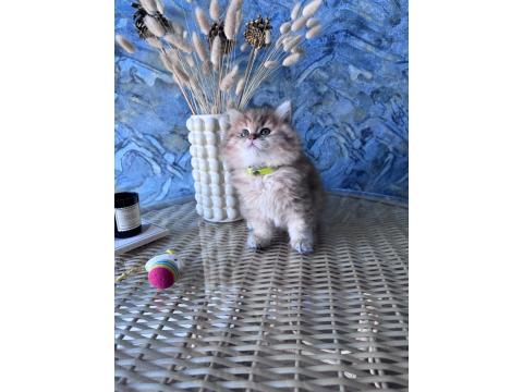 A Kalite British Longhair Golden Black Dişi Yavru