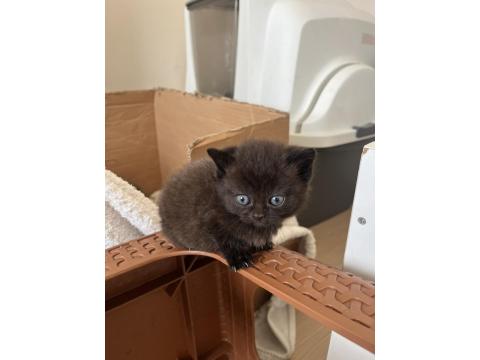 British Shorthair Kedimiz
