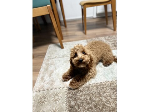 Toy Poodle Eğitimli 7.5 Aylık