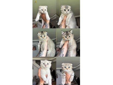 2 Aylık Eğitimli Minik Scottish Kedimiz