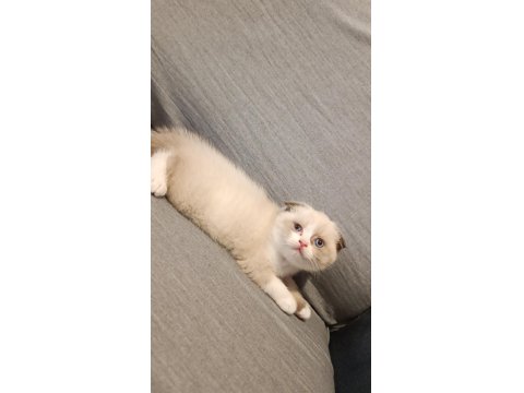 Scottish Shorthair Fold Bicolor