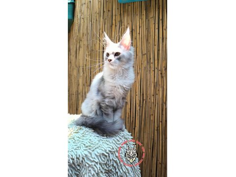 Maine Coon Türk - Mco Cattery