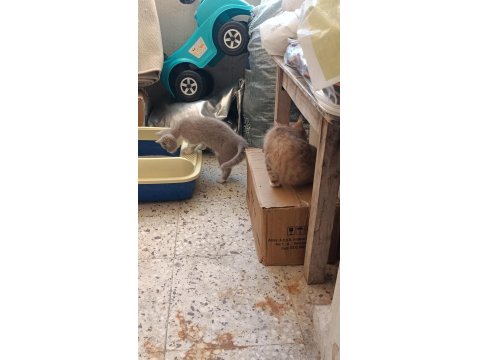 70 Günlük 2 Erkek Kardeş Kedimiz Uyguna