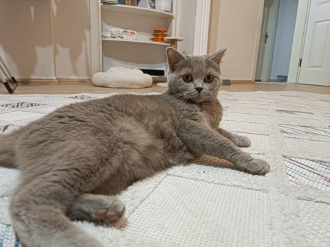 Peri Kızım British Shorthair