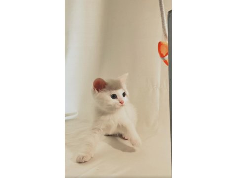 Şişman, Şirin Ve Enerjik: Sevimli Beyaz British Shorthair
