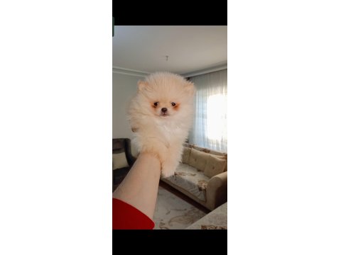 Pomeranian Boo Teacup Erkek