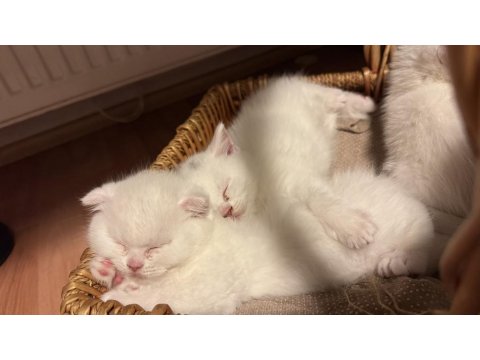 Son İki Kardeş Kedimiz Yeni Yuvalarını Arıyor