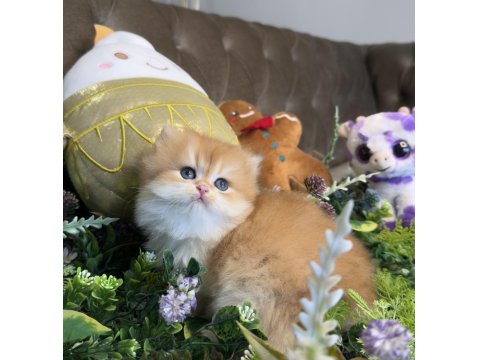 Yüksek Kalite Ny12 Golden British Longhair