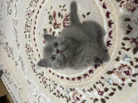 2 Aylık Scottish Fold Kedimiz İçin Yuva Olur Musun?