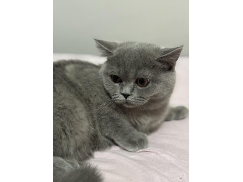 Gölge İsimli Bebek Kedimize Yuva Arıyoruz