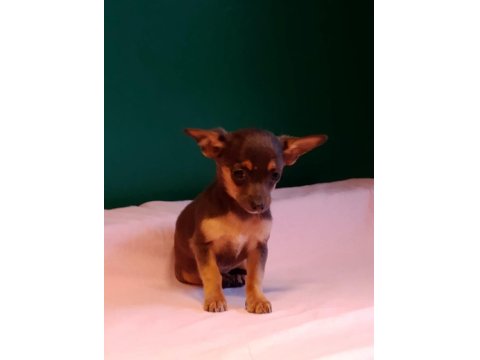Sıfır Numara Blue Tan Chihuahua Yavrularımız