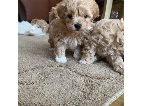 Ruhsatlı İşletmeden Garantili Maltipoo Bebekler