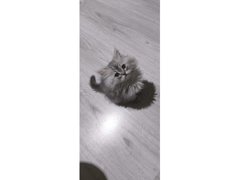 Kül Kedisi Tatlı Chinchilla Yavrularım