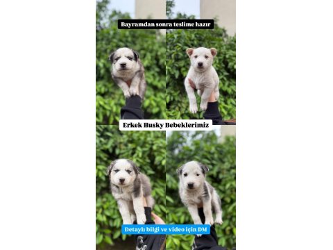 Orijinal Safkan Husky Yavrularımız Yeni Evlerini Arıyor