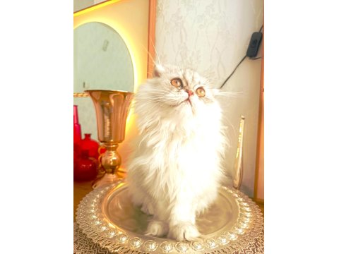 Scottish Fold Longhair Silver Dişi