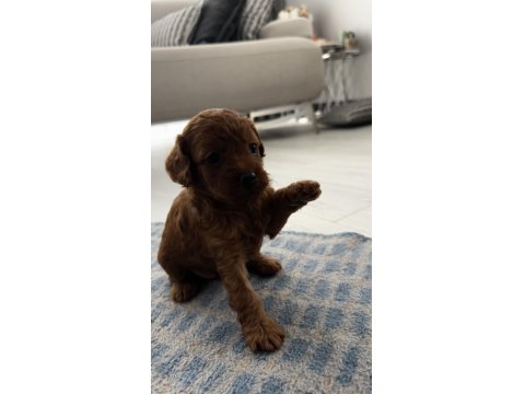 Dişi Ve Erkek Toy Poodle Yavruları