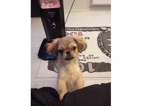 3 Aylık Dişi Pekinez