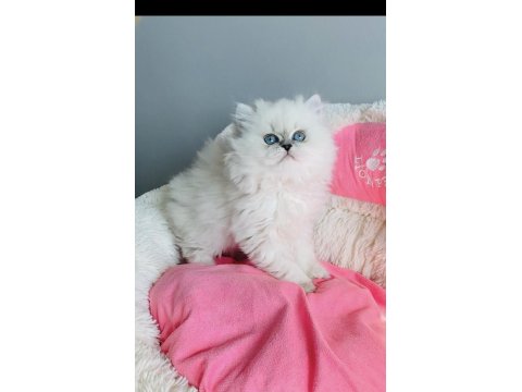 Özel Sevenlere Ns1133 British Longhair