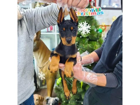 A Kalite Doberman Köpeği Yavruları