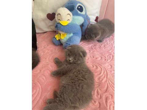 Bal Bebek Kediler Yeni Yuvalarını Arıyor