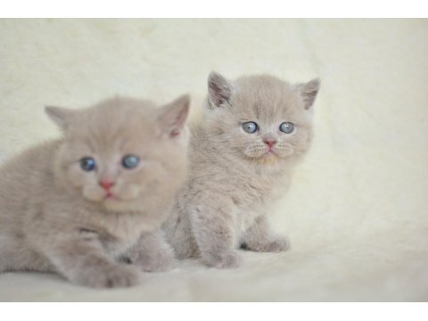 Top Kafa Lilac British Shorthair Yavrularımız