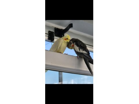 Sultan Papağanları