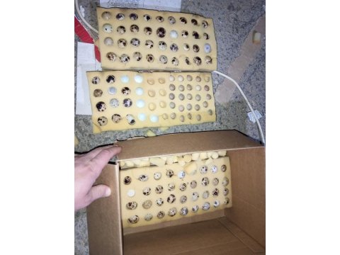 Kuluçkalık Bıldırcın Yumurtaları (7 Çeşit)