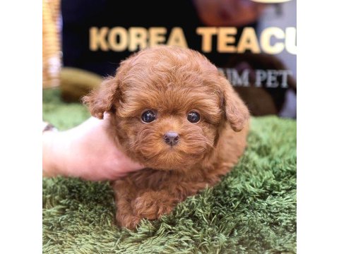 2 Aylık Toy Poodle Cins Yavrularım