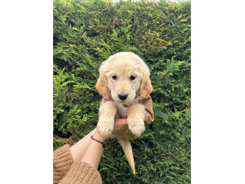 Macar American Golden Retriever Bebekler