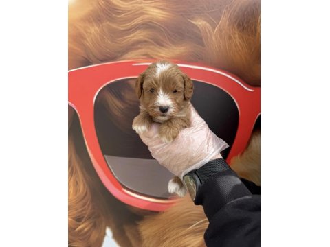 Irk Garantili Maltipoo Yavrularımız