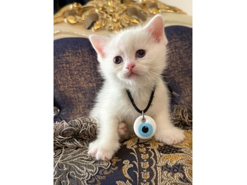 British Yavrularımız