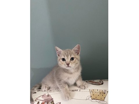British Shorthair Yavrularımız Yeni Yuvalarını Arıyor