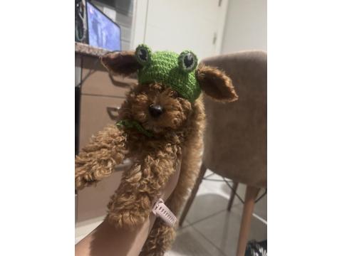 2.5 Aylık Toy Poodle